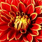 3585....coeur de dahlia