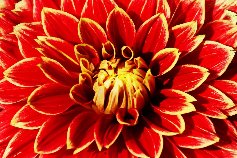 3585....coeur de dahlia