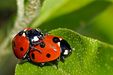 Coccinelles