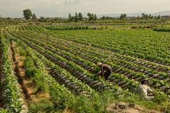 359 - Dali - Arable Farming In Vicinity Of Dali - 02