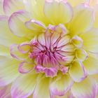 3595....coeur de dahlia