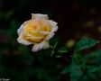 Yellow Rose by Zman68