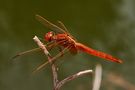 Feuerlibelle (Crocothemis erythraea) von Klaus Hossner 