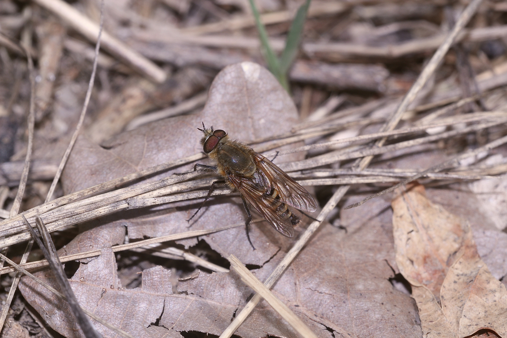 (36) "Beifang" aus der Wildbienenkolonie in Neukappl/Opf., Sommer 2019