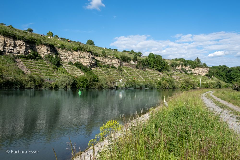 36-Naturschutzgebiet Zugwiesen am Neckartalradweg