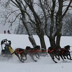 36. Schlittenhunderennen-Winterberg "Führungslos"