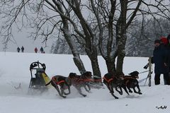 36. Schlittenhunderennen-Winterberg "Führungslos"