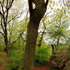 360 Grad im Wald bei der Tomburg-Ruine