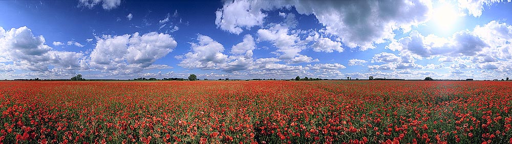 360-Grad Mohn