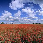 360-Grad Mohn