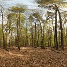 360° Wald