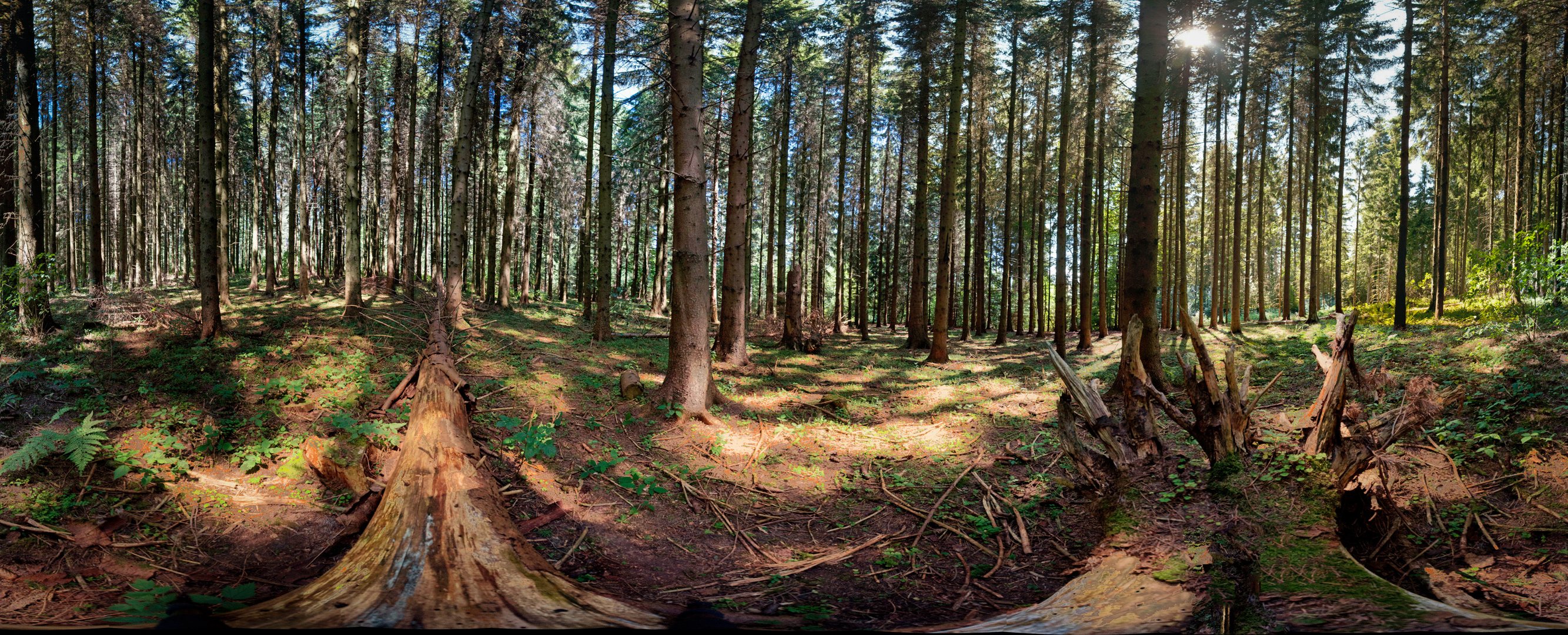 360° Wald