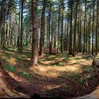 360° Wald