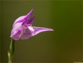 Rotes Waldvöglein (Cephalanthera rubra). by Thomas Ripplinger 