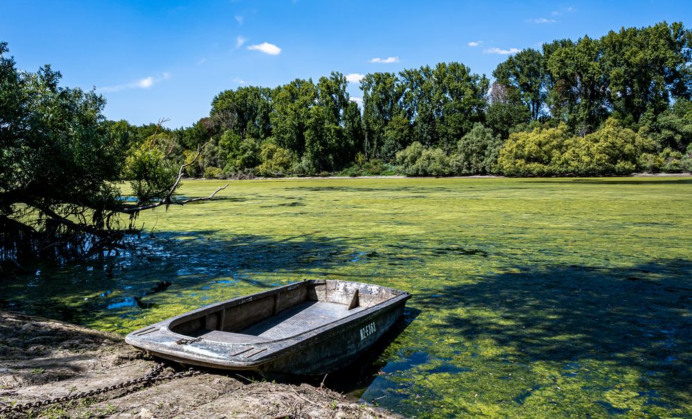 363. in einem Seitenarm des Rheins 