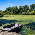 363. in einem Seitenarm des Rheins 