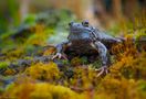 FROG by Claus Fisser 