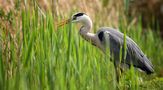 Grey Heron by Mark Billiau.