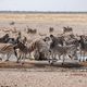 Voll auf die Zwlf  - Zebras am Wasserloch