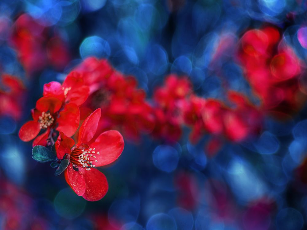 Im Garten von Marzena Wieczorek