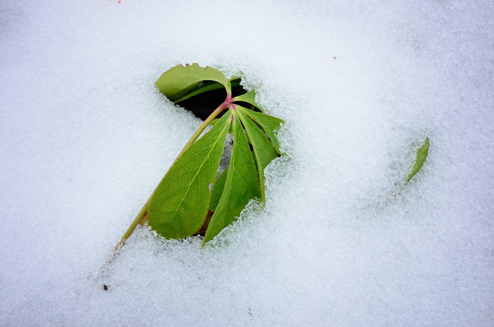 366-283: Wintergrün