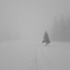 366-319: Arber im Nebel