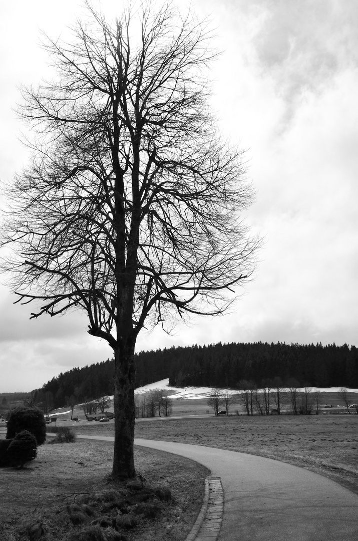 366-363: Baum am Weg