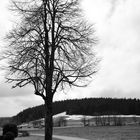 366-363: Baum am Weg