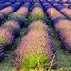 Lavanda 2