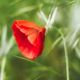 der rote Mohn