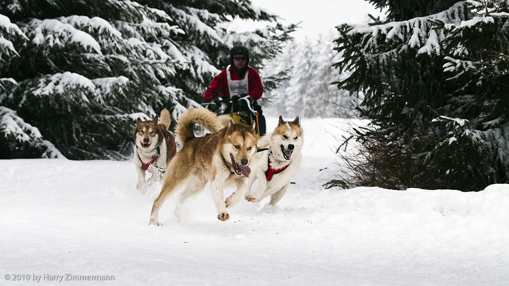 36.Internationales Schlittenhunderennen Winterberg 2010