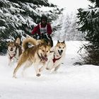 36.Internationales Schlittenhunderennen Winterberg 2010