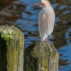 36_Zoo Hannover