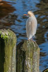 36_Zoo Hannover