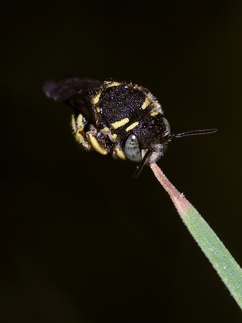 (3/7) Das Männchen einer Kleinen Harzbiene öffnet beim Wachwerden die Flügel ...