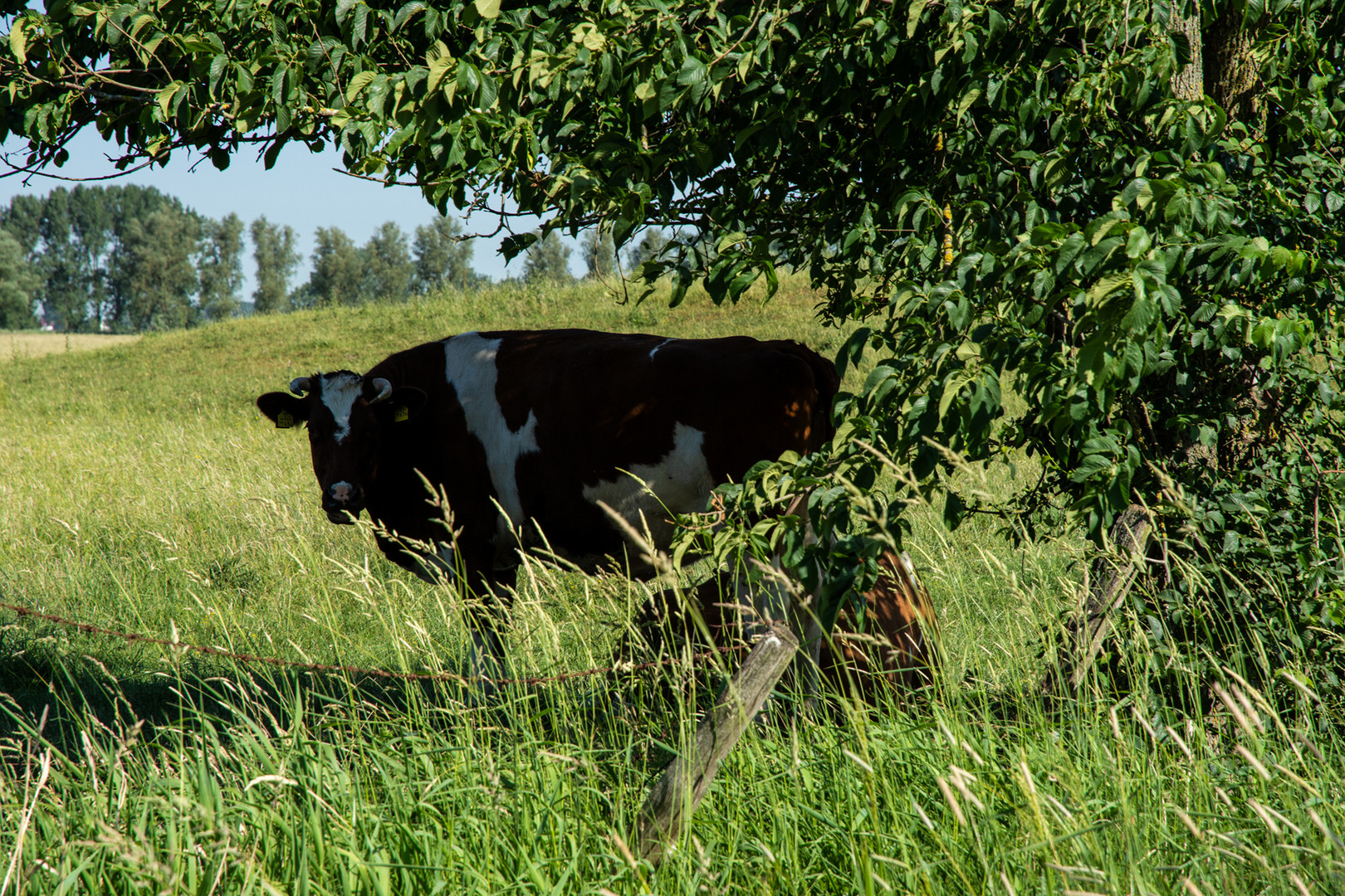 37° im Schatten!