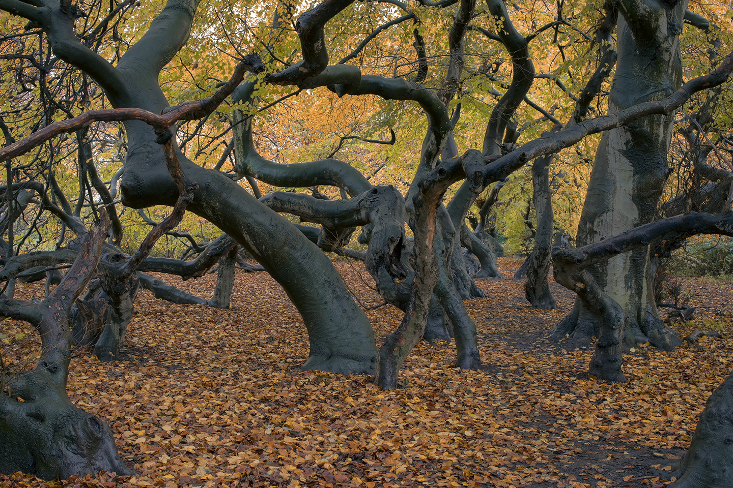 3704SB Süntelbuchenwald Herbst