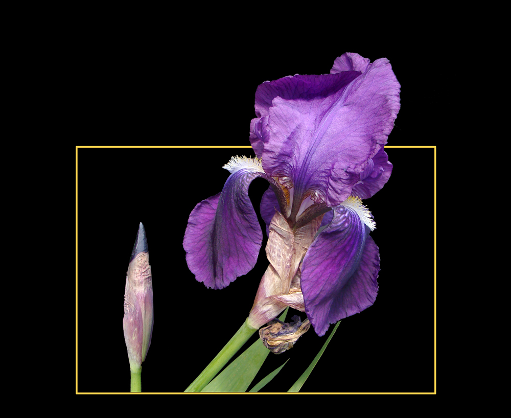 371 IRIS VIOLA