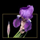 371 IRIS VIOLA