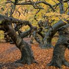 3714SB Süntelbuchenwald Herbst