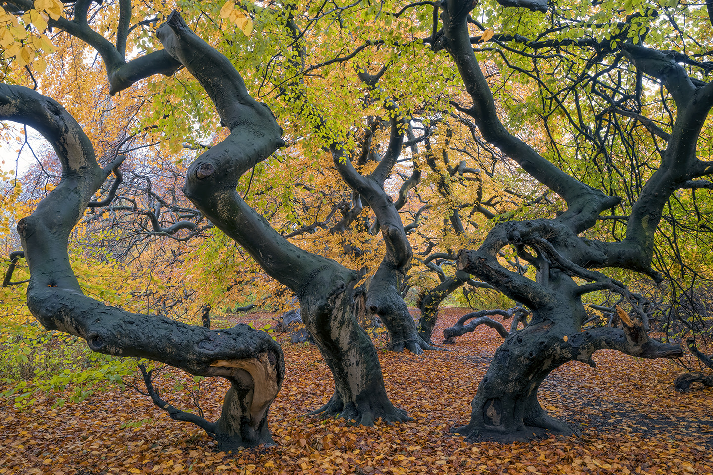 3728SB Süntelbuchenwald Herbst