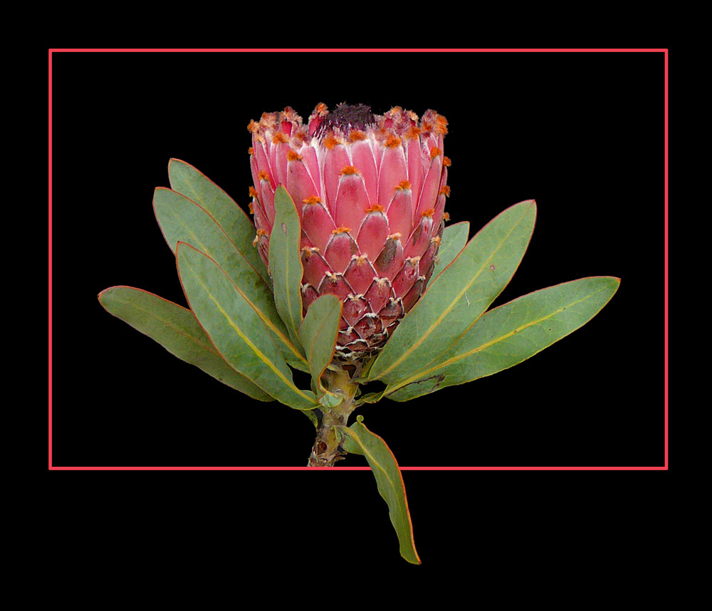 373 PROTEA