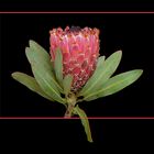 373 PROTEA