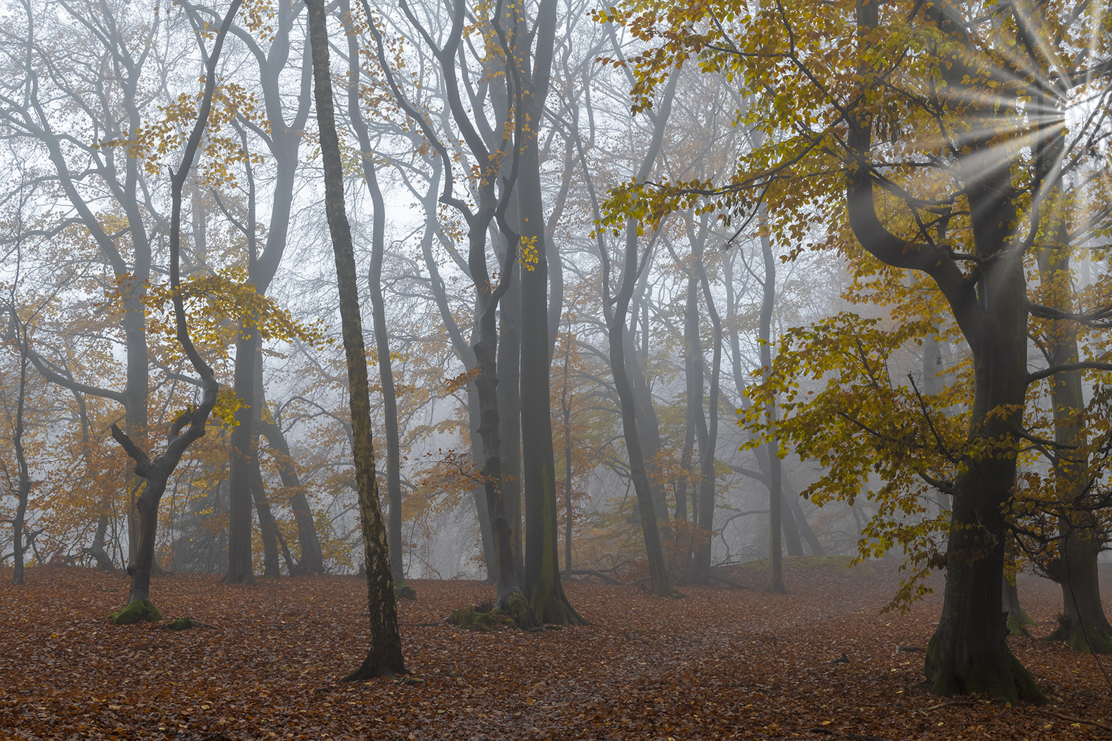 3736SC Nebel im Herbstwald mit Sonnenstrahlen