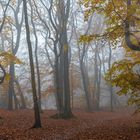 3736SC Nebel im Herbstwald mit Sonnenstrahlen