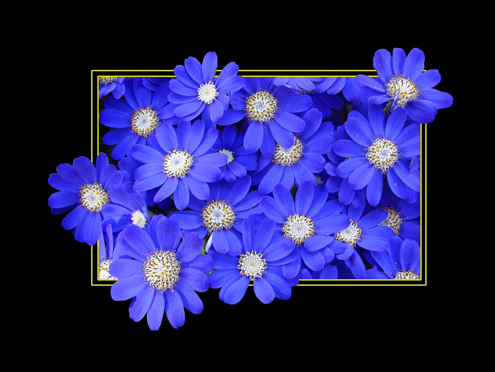 375 CINERARIA