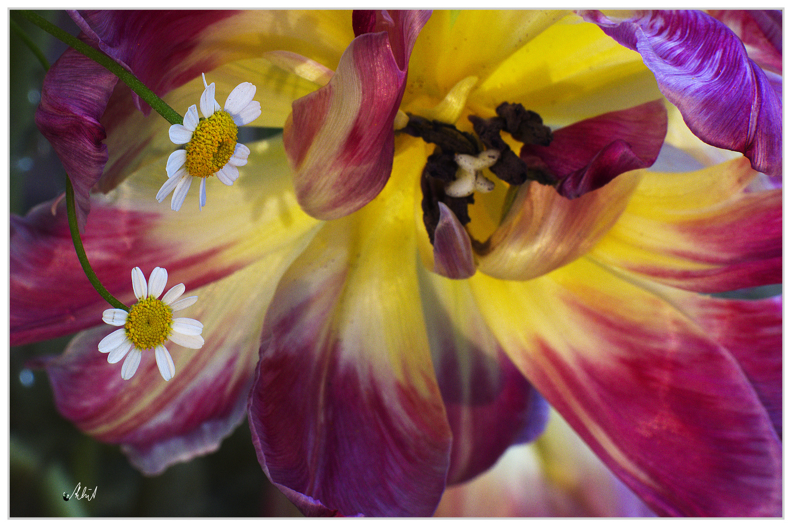 3753   ... der Lebensabend einer Tulpenblüte ...