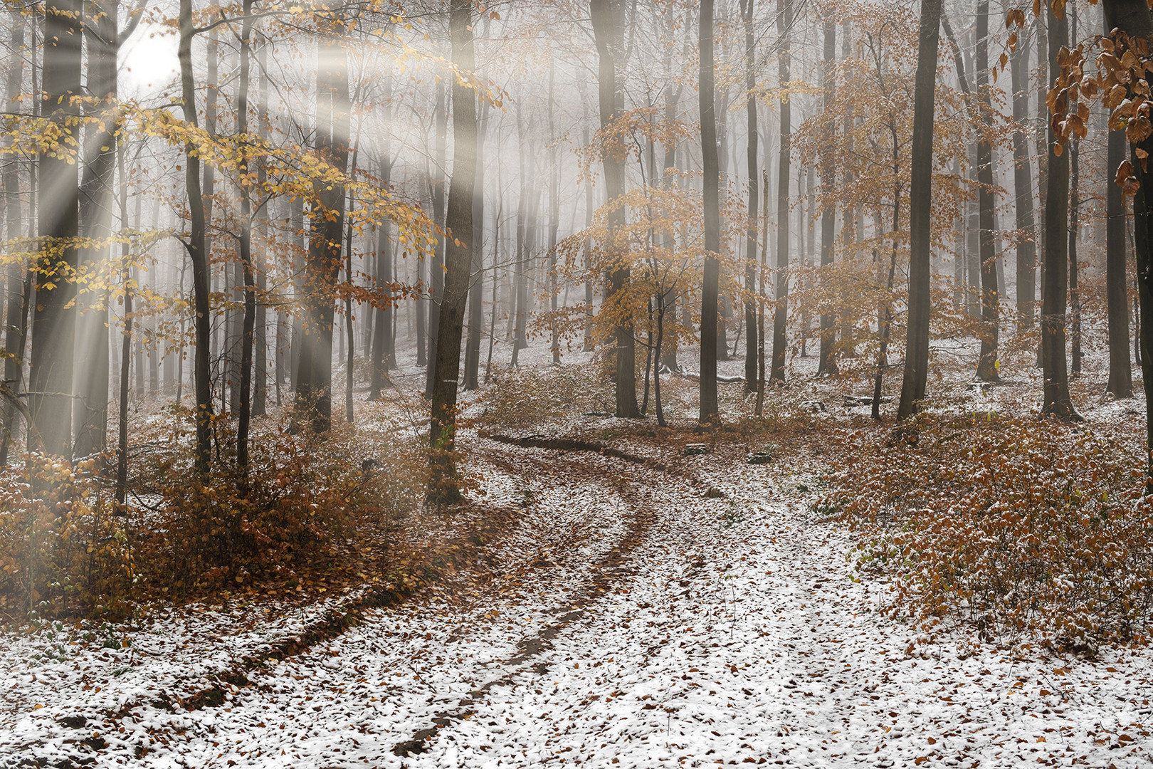 3759SC erster Schnee im nebeligen Herbstwald mit Sonnenstrahlen