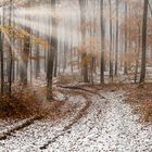3759SC erster Schnee im nebeligen Herbstwald mit Sonnenstrahlen