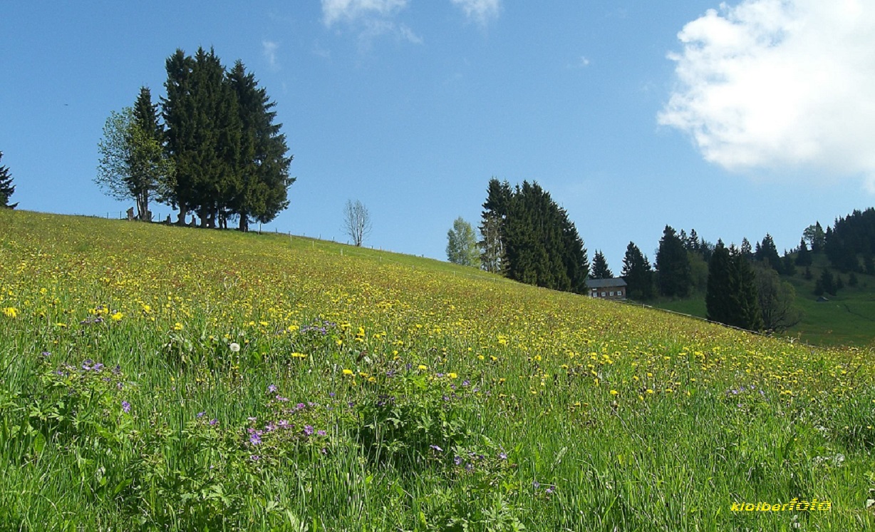 (376) auf der alm